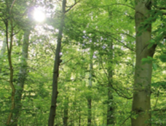 Wald 